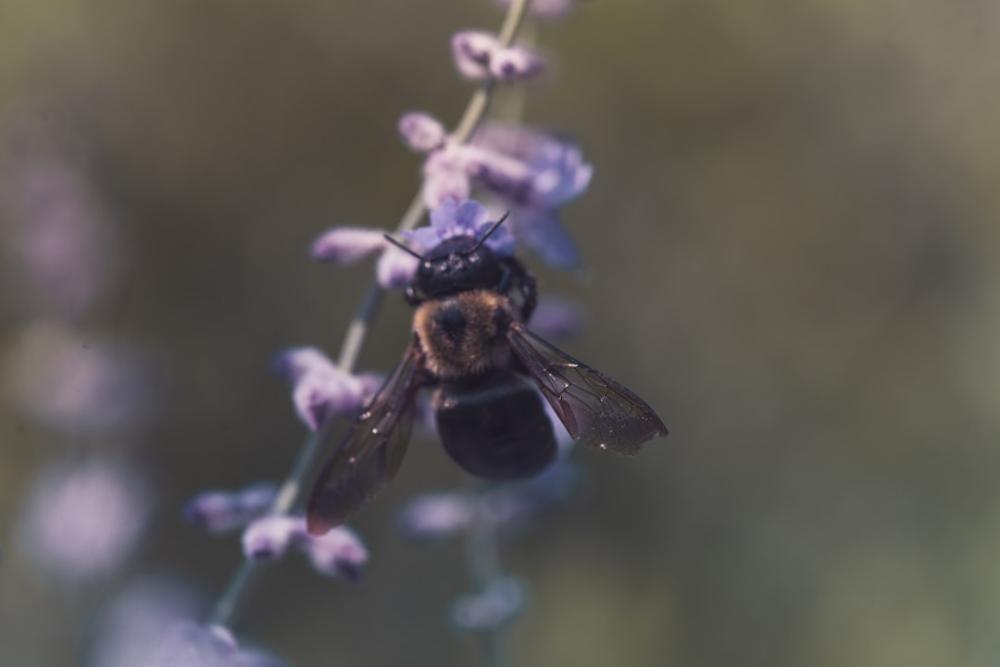 Vildt hvordan 'id buzz' kan ændre dit liv totalt!